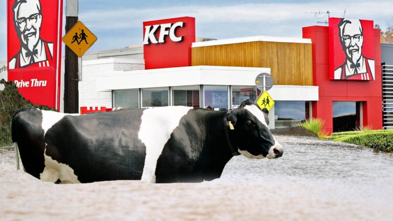 Te Puke cow ends up at KFC after getting washed away in floodwater and chased for an hour
