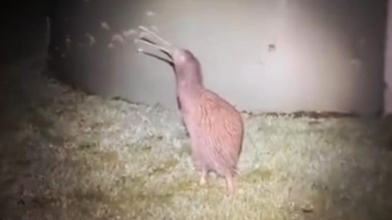 'Like a mini T-rex': Viral footage revealing what a Kiwi sounds like is scaring the internet