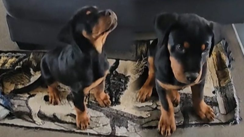 'Clever' puppy goes viral for being able to count in te reo Māori